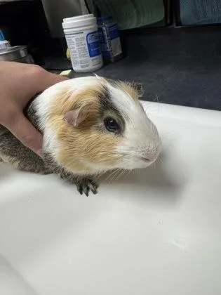 Bugsby Guinea Pig