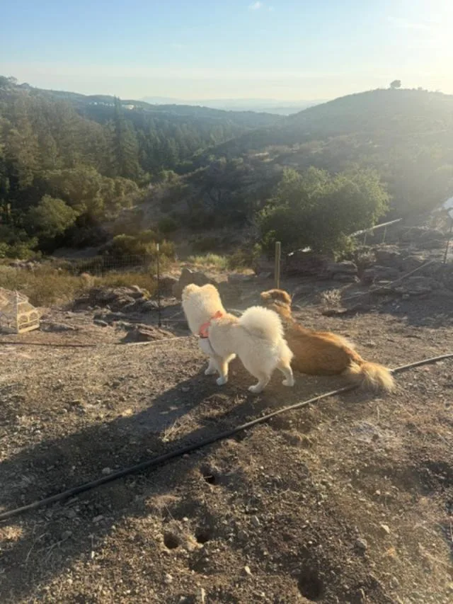A young medium-sized female Chow Chow dog named Lily for adoption in Sacramento, CA
