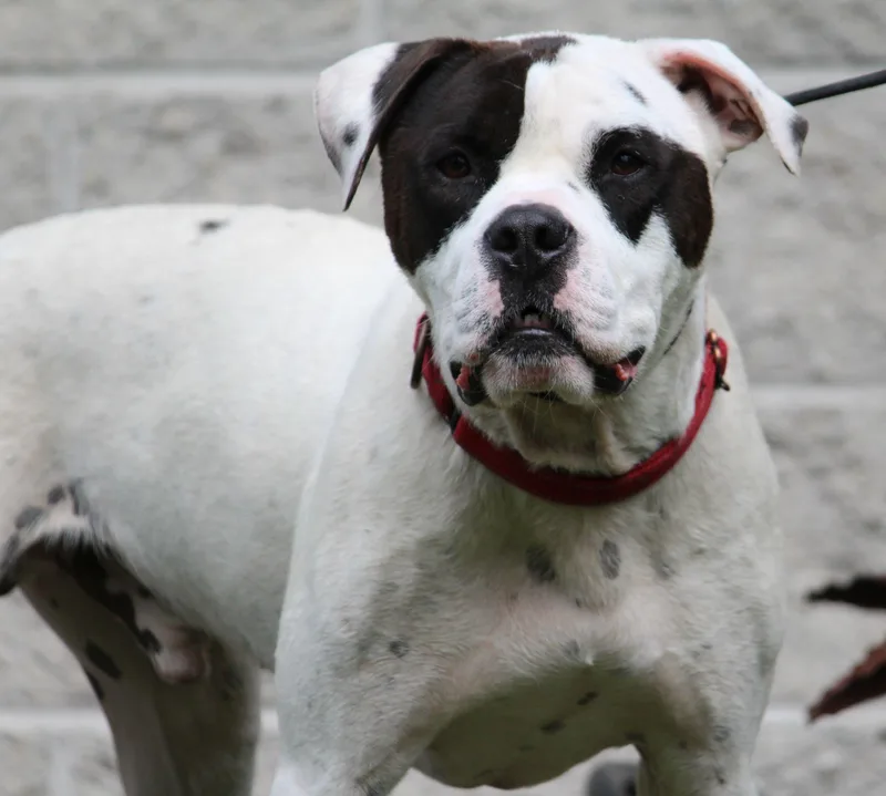 An adult large-sized male American Bulldog dog named Jimmy for adoption in Portage, WI