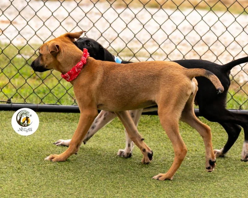 A baby medium-sized female Hound dog named Demi for adoption in Lavonia, GA