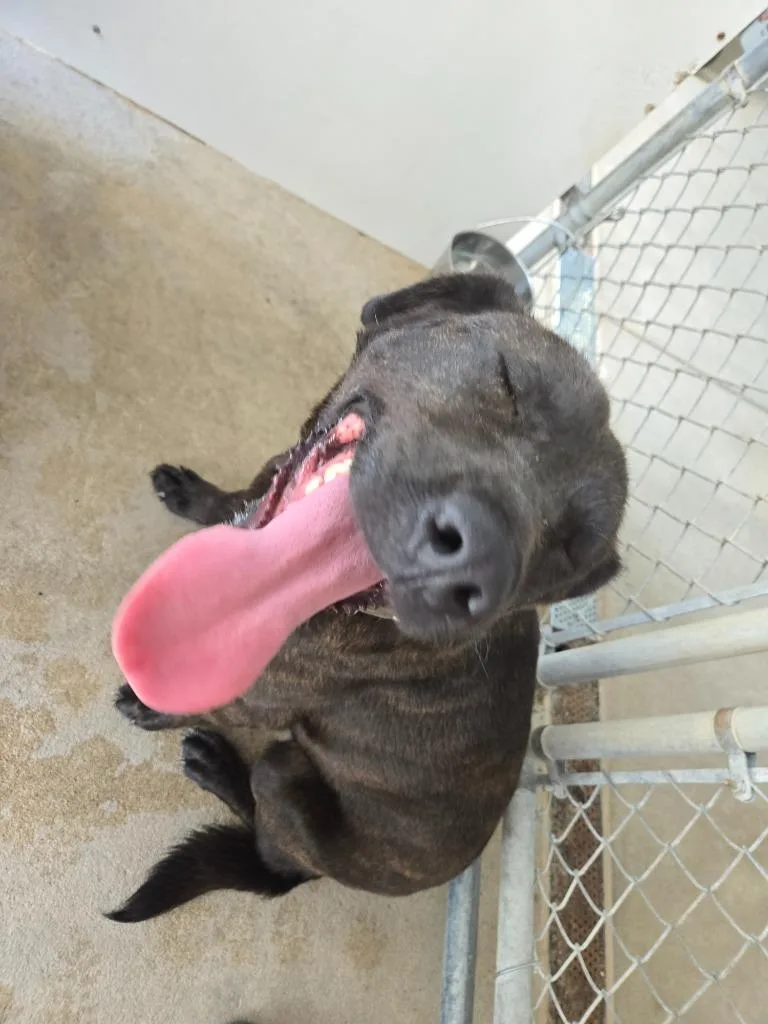 An adult medium-sized male Mixed Breed dog named Bear for adoption in Mount Gilead, NC