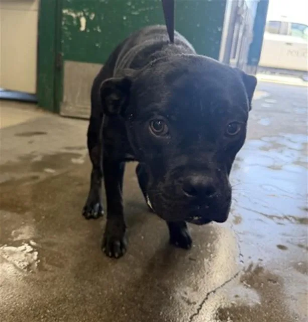 A young medium-sized male Pit Bull Terrier dog named Ralph for adoption in San Bernardino, CA