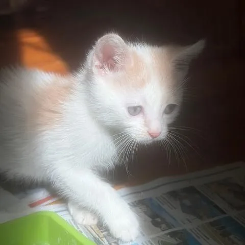 Pinto Cherimaria} thumbnail 2