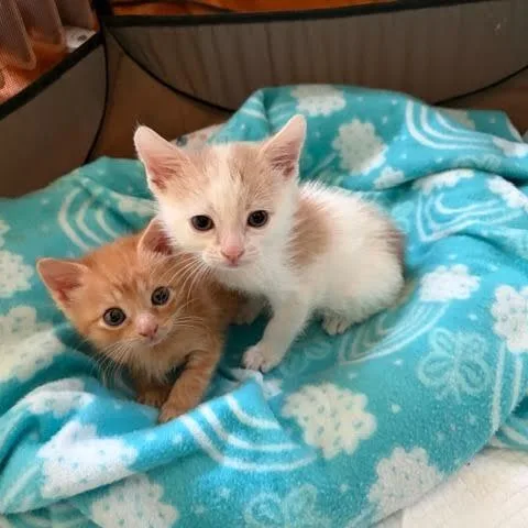 A baby medium-sized male Orange & White Domestic Short Hair cat named Pinto Cherimaria} for adoption in Woodland Hills, CA
