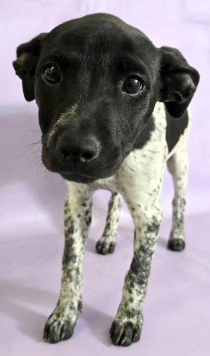A baby medium-sized female Terrier dog named Orca for adoption in Morton Grove, IL