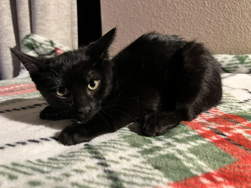 A baby medium-sized female Black Domestic Short Hair cat named Duckie for adoption in Wheat Ridge, CO
