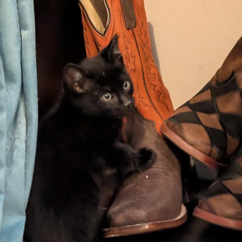 Duckie thumbnail 5