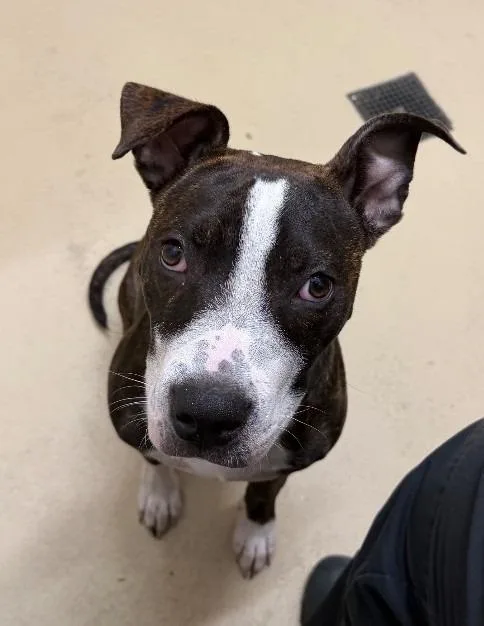 A young medium-sized male Brindle American Staffordshire Terrier dog named Spot for adoption in Tullahoma, TN