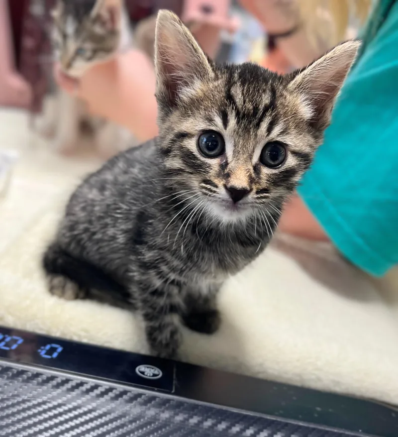A baby medium-sized male Tabby (Brown / Chocolate) Domestic Short Hair cat named Rex for adoption in Seville, OH