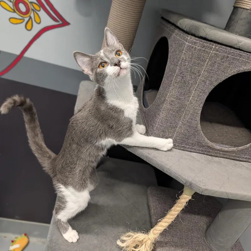 A young medium-sized female Gray & White Domestic Short Hair cat named Nessarose for adoption in Cape Girardeau, MO