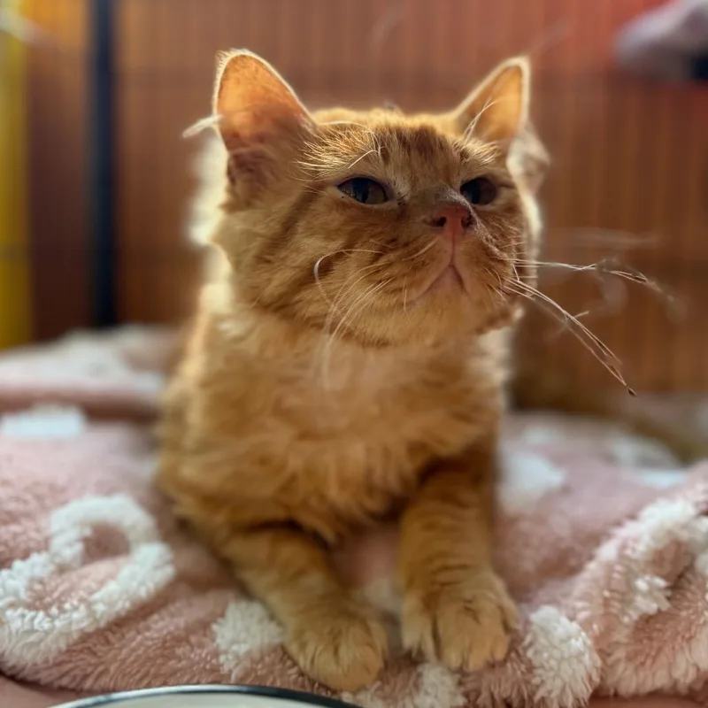 Butternut Squash thumbnail 2