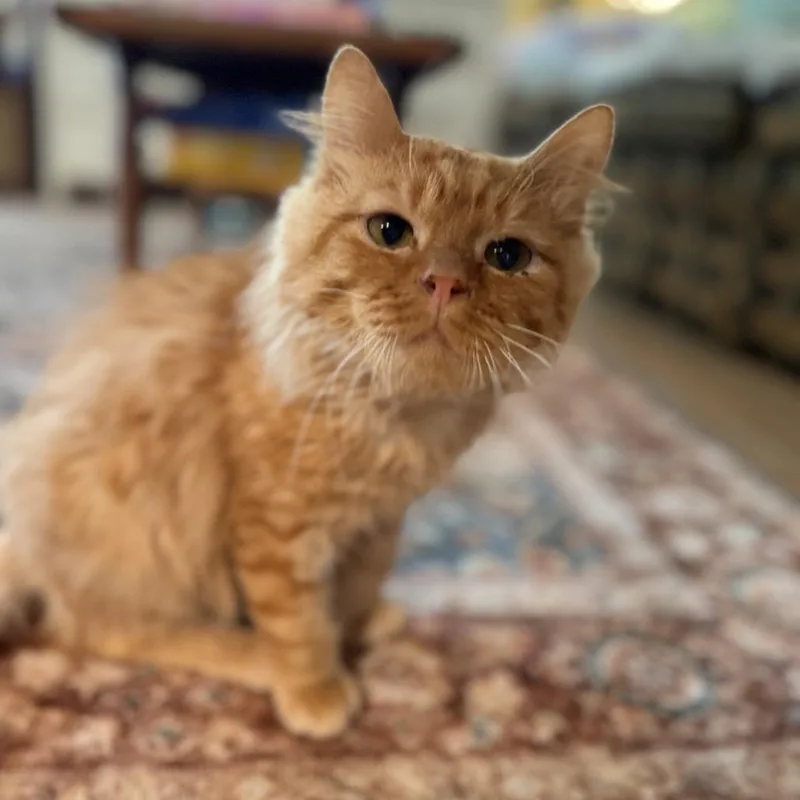 Butternut Squash thumbnail 3