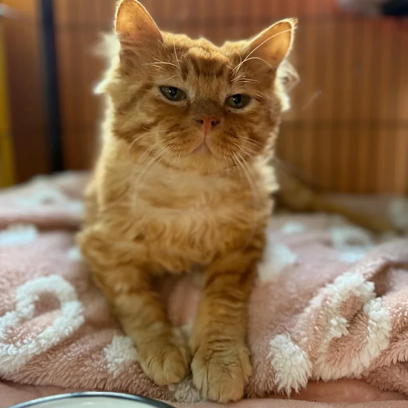 Butternut Squash thumbnail 4