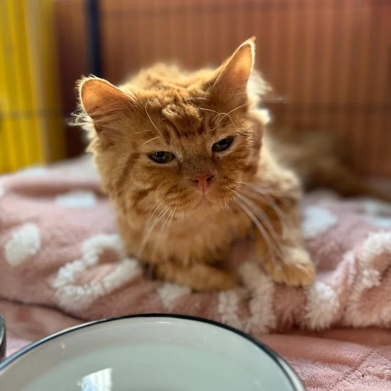 Butternut Squash thumbnail 5