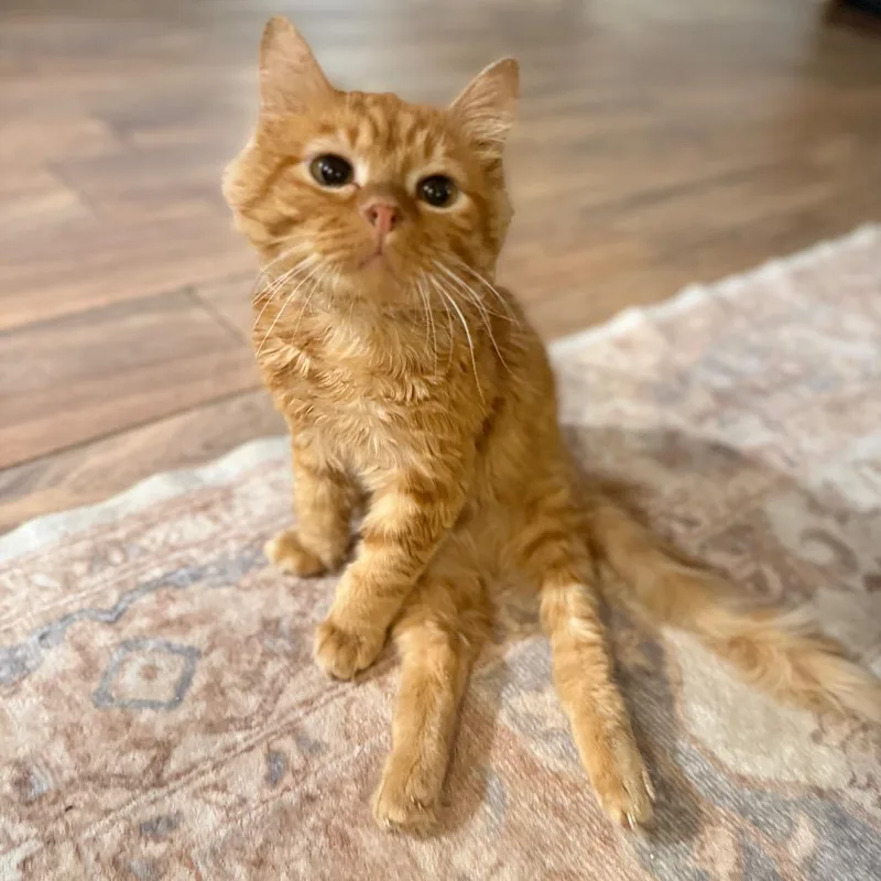 Butternut Squash thumbnail 6