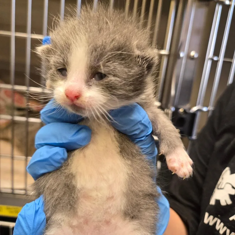 A baby small-sized female Gray / Blue / Silver Domestic Short Hair cat named Passerine for adoption in East Hanover, NJ