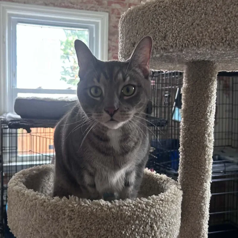 An adult extra large-sized male Tabby (Gray / Blue / Silver) Domestic Short Hair cat named Kyle for adoption in Huntington, NY