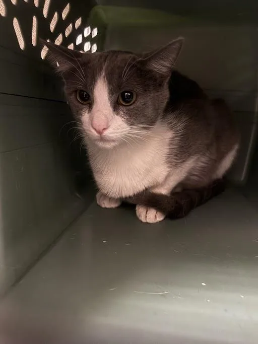 A young small-sized female Domestic Short Hair cat named Mya for adoption in Las Vegas, NV