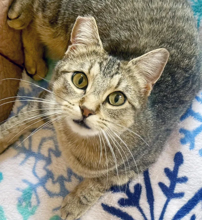 A young medium-sized female Tabby cat named Summer for adoption in Alameda, CA