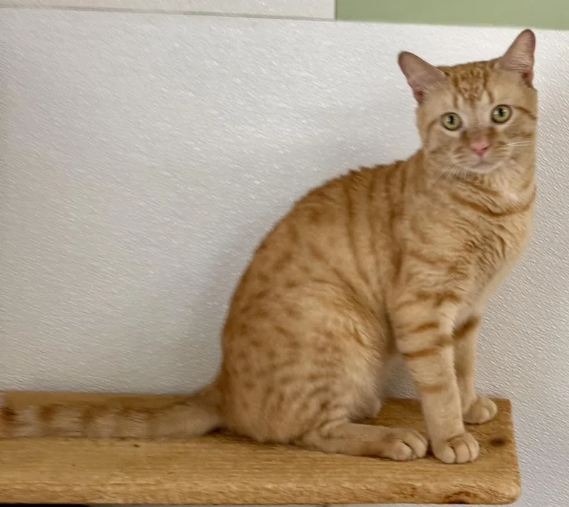 An adult medium-sized male Domestic Short Hair cat named Bread for adoption in Springfield, VT