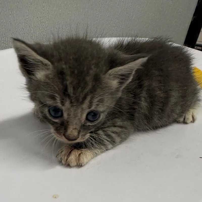 A baby small-sized female Gray / Blue / Silver Domestic Short Hair cat named Kiki for adoption in Tampa, FL