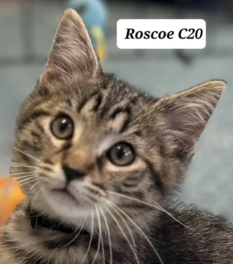 Rosco