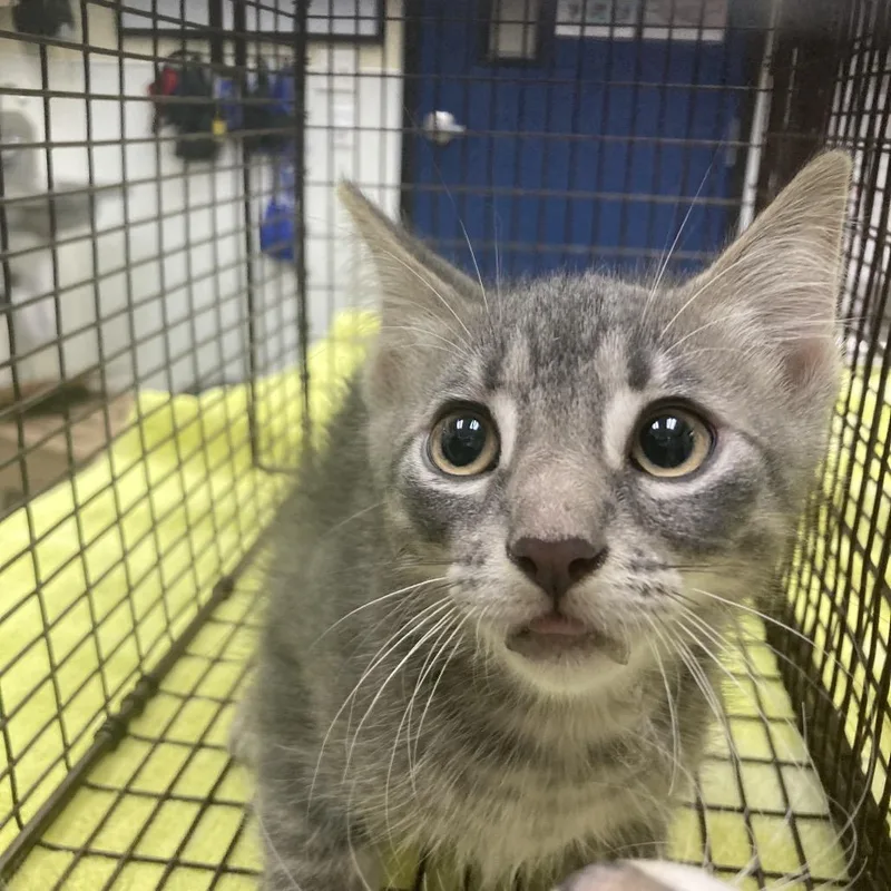 A baby small-sized male Gray / Blue / Silver Domestic Short Hair cat named Fonzie for adoption in Galveston, TX