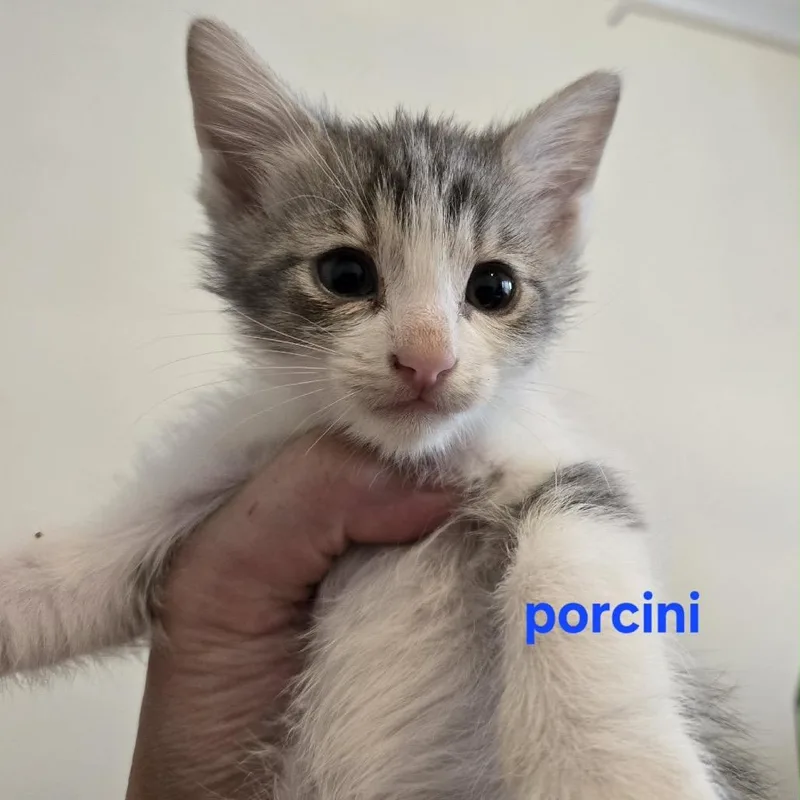 Porcini thumbnail 2