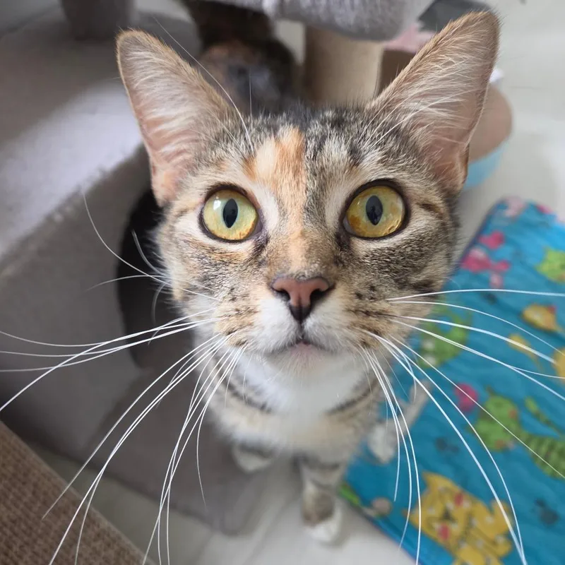 A young medium-sized female Brown / Chocolate Domestic Short Hair cat named Lillian for adoption in Chapel Hill, NC