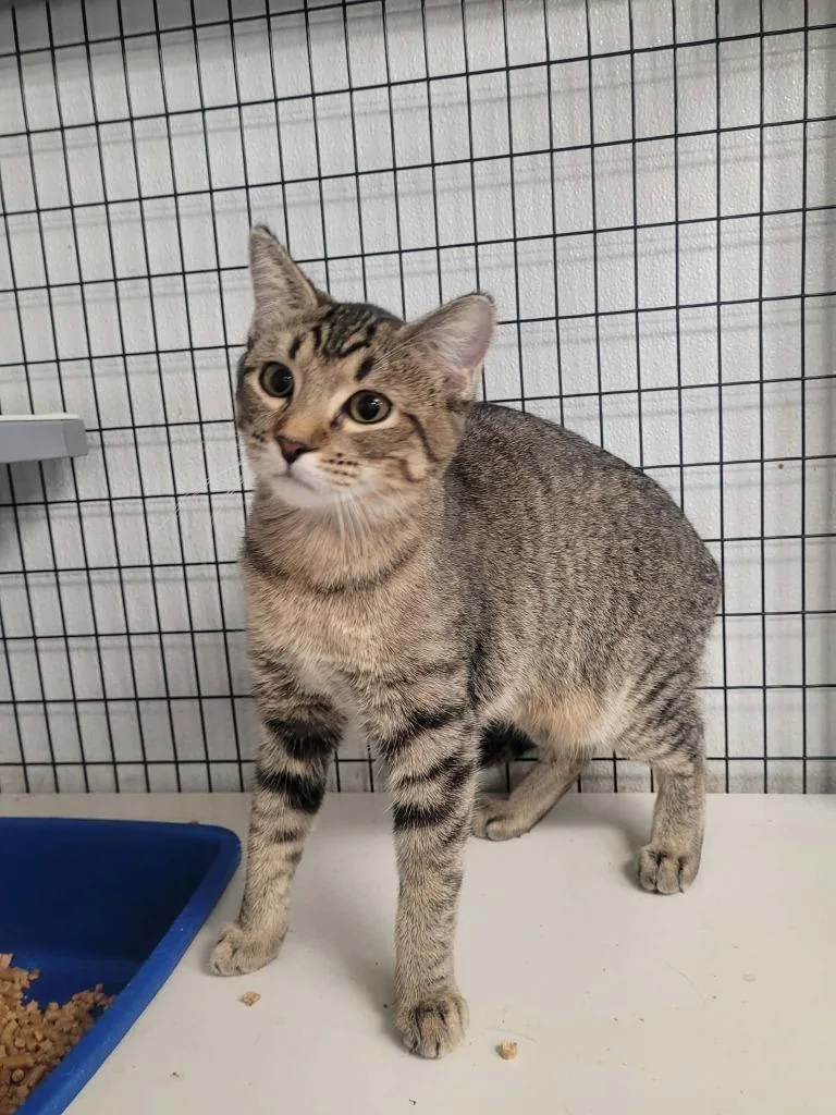 A baby medium-sized female Domestic Short Hair cat named Pen for adoption in Republic, MO