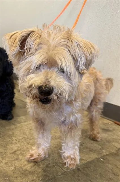 A senior small-sized male Poodle dog named Willard for adoption in Ontario, CA