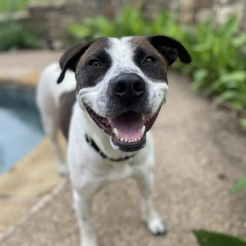 An adult large-sized male White / Cream Mixed Breed dog named Hero for adoption in Morrisville, VT