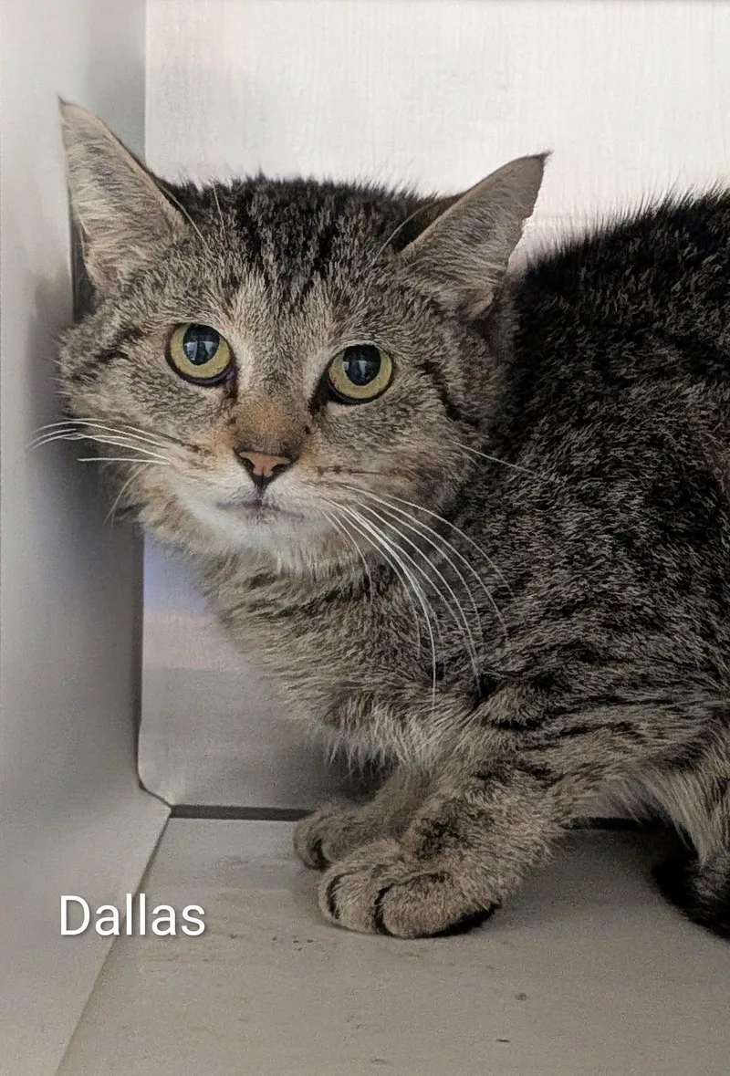 An adult large-sized female Tabby (Brown / Chocolate) Domestic Short Hair cat named Dallas for adoption in Flint, MI