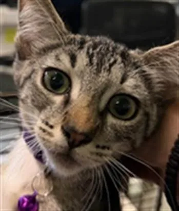 A baby small-sized female Domestic Short Hair cat named Michu for adoption in Los Angeles, CA