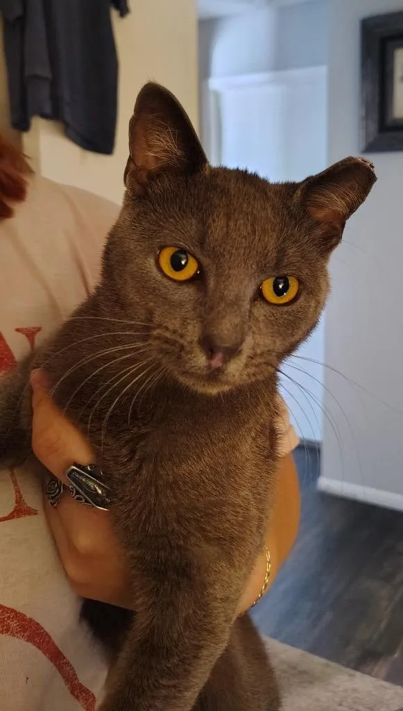 An adult medium-sized male Domestic Short Hair cat named Church for adoption in San Antonio, TX