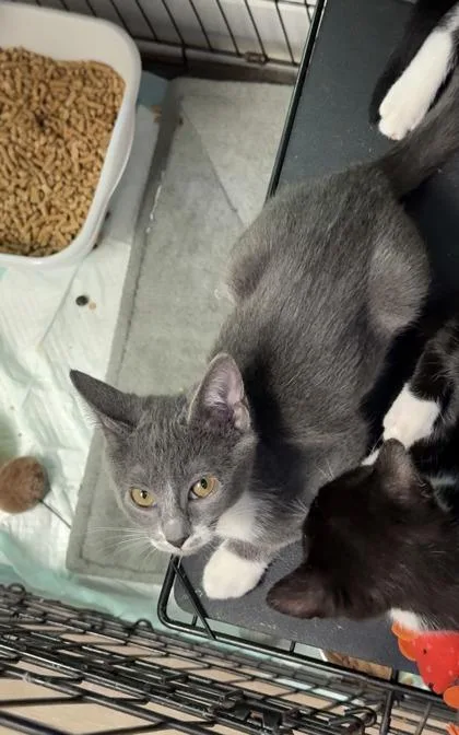 A baby small-sized female Domestic Short Hair cat named Pink for adoption in Lawrenceville, GA