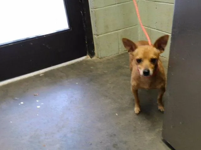 A young small-sized male Chihuahua dog named Ruger for adoption in Tulsa, OK