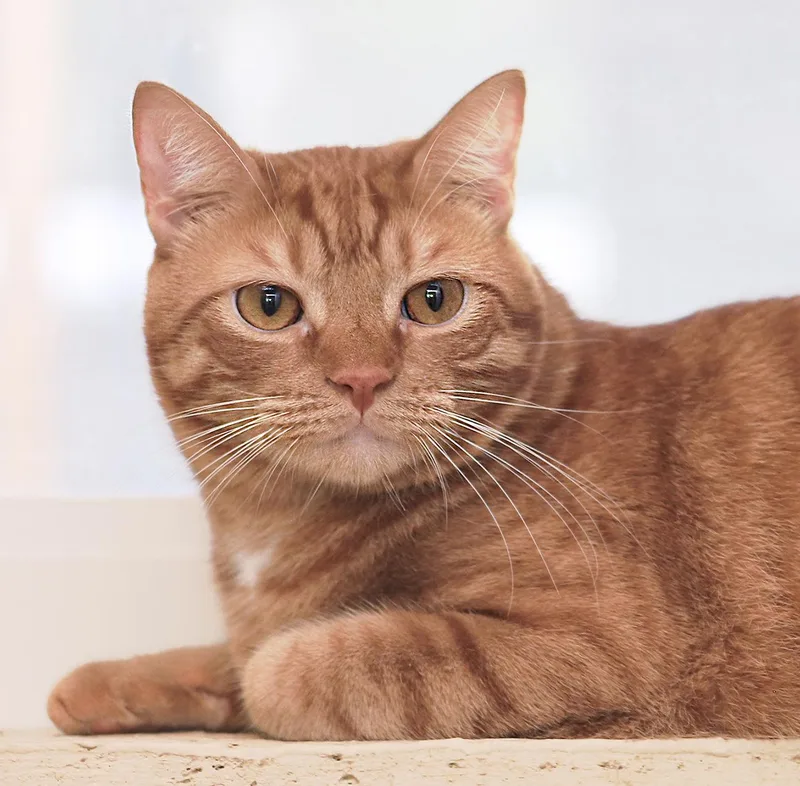 Bright Flame thumbnail 2