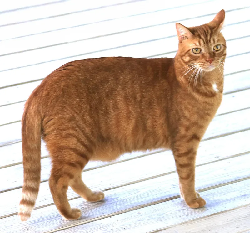 Bright Flame thumbnail 3