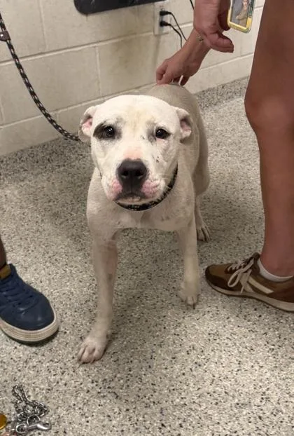 An adult large-sized female White / Cream Pit Bull Terrier dog named Annabelle for adoption in Kansas City, MO