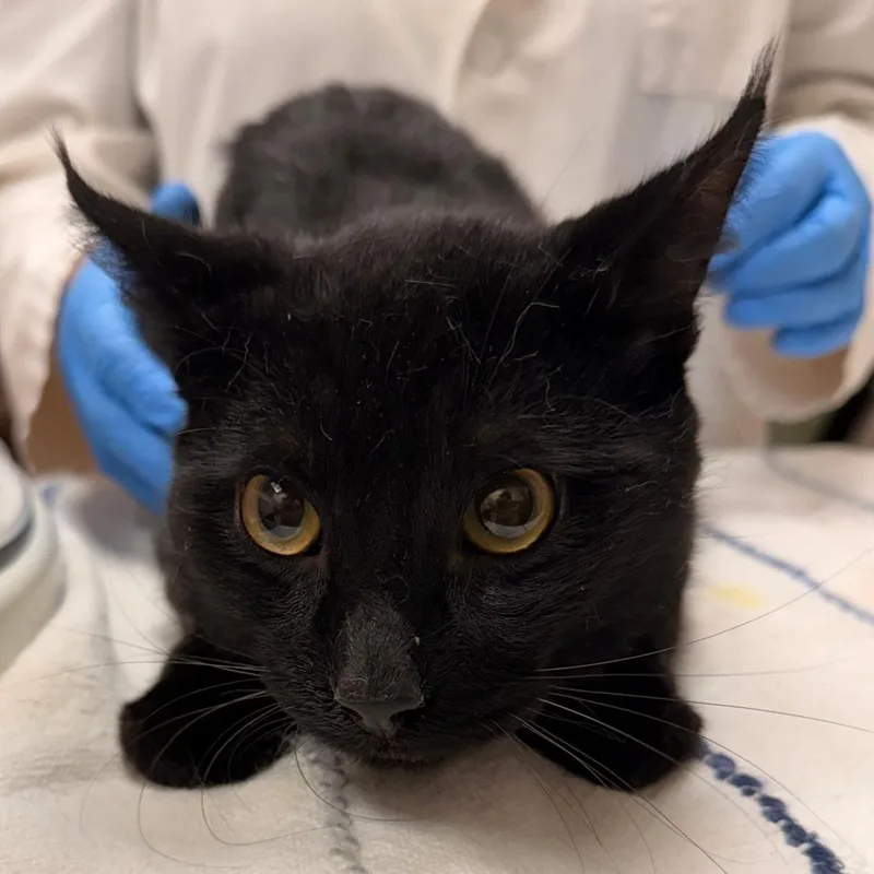 An adult small-sized male Black Domestic Short Hair cat named Horseshoe Crab for adoption in Springfield, MA