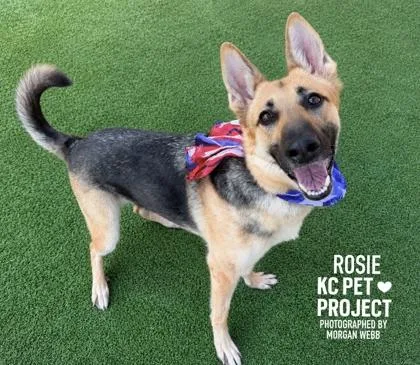 An adult large-sized female Black German Shepherd Dog dog named Rosie for adoption in Kansas City, MO