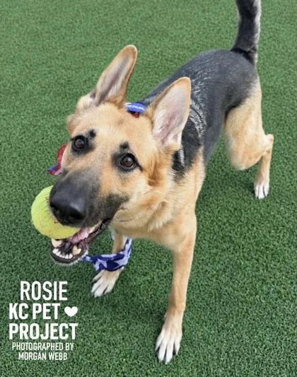 Rosie thumbnail 2