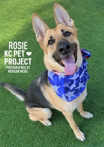 Rosie thumbnail 3