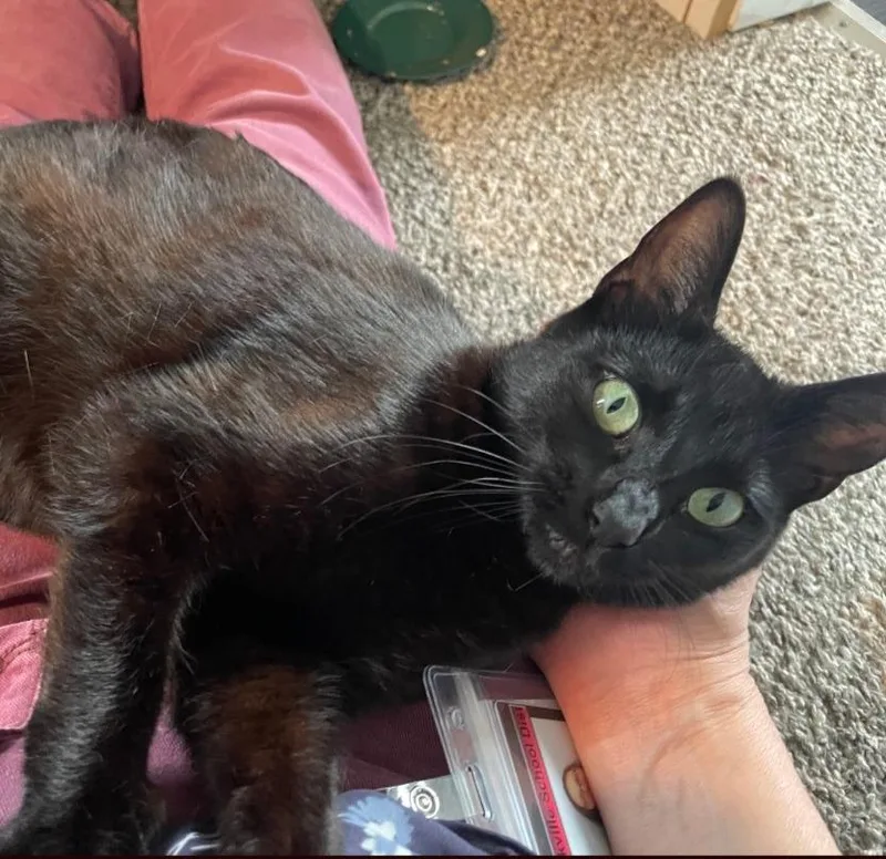 A young medium-sized female Domestic Short Hair cat named Charlotte for adoption in Aberdeen, WA