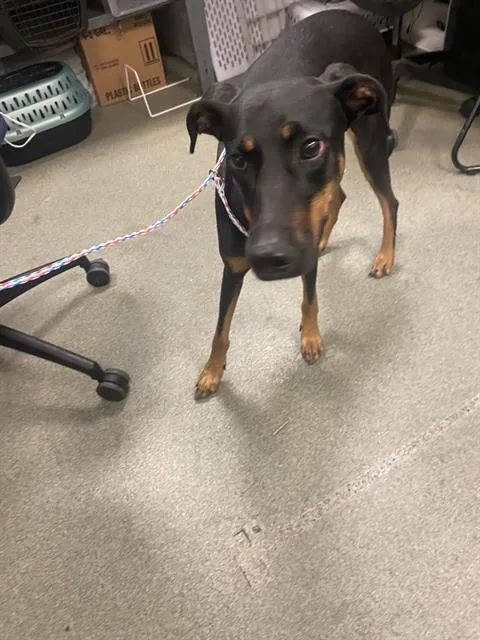 A young large-sized female Doberman Pinscher dog named Moon for adoption in Dallas, TX