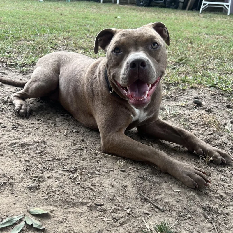 An adult large-sized female Pit Bull Terrier dog named Mochi for adoption in Queen City, TX