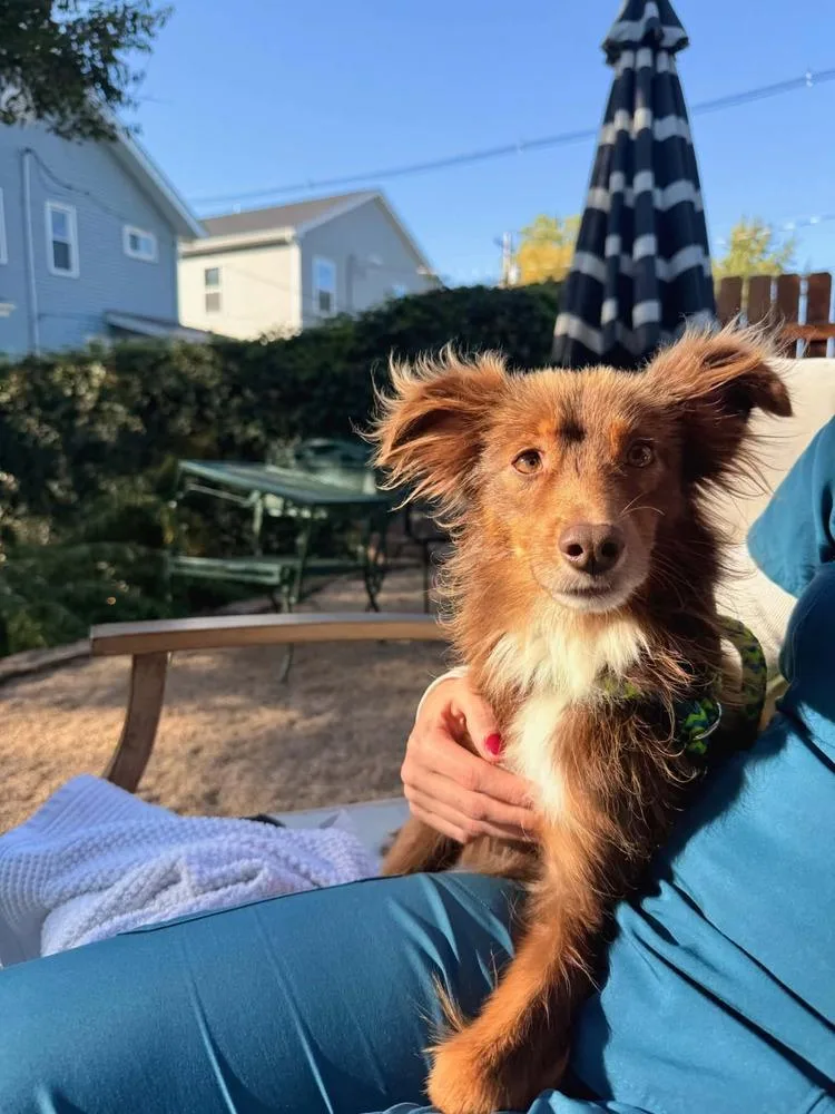 An adult small-sized male Brown / Chocolate Australian Shepherd dog named Lance Bass for adoption in Columbus, OH