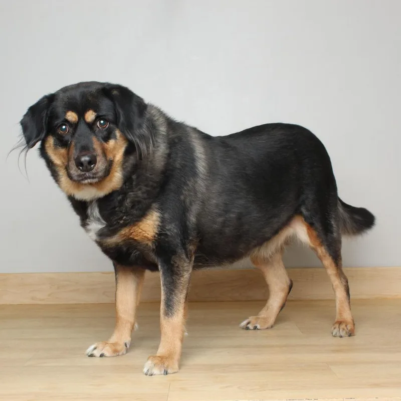 An adult large-sized male German Shepherd Dog dog named Niki D for adoption in Minnetonka, MN