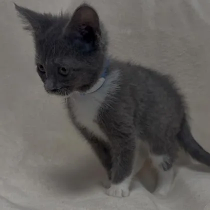 A baby small-sized female Domestic Short Hair cat named Lacy for adoption in Janesville, WI